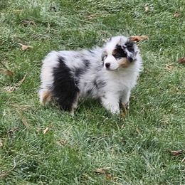 Girl 1 - Blue merle Australian Shepherd puppy in Marshall, Michigan from RR Australian Shepherds