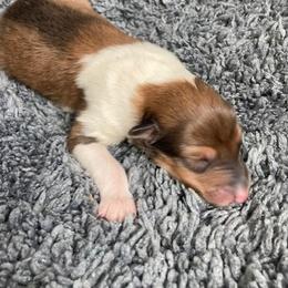 Diane - Sable and white female Collie puppy in Yulee, Florida from Three Collie Farm