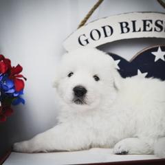 Border Collie, Bordoodle, and Maremma Sheepdog Puppies from 2J 2K Border Collies