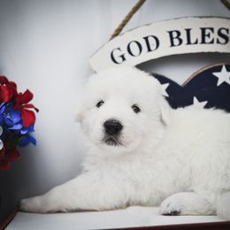 Border Collie, Bordoodle, and Maremma Sheepdog Puppies from 2J 2K Border Collies