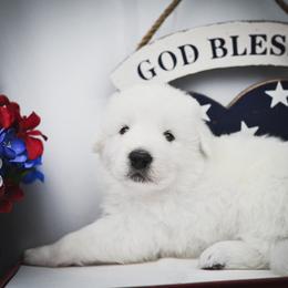 Border Collie, Bordoodle, and Maremma Sheepdog Puppies from 2J 2K Border Collies