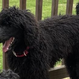 Ozzy - Black Poodle puppy in Lebanon, Ohio from Lucky's Legacy