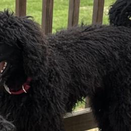 Ozzy - Black Poodle puppy in Lebanon, Ohio from Lucky's Legacy