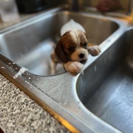 Cavalier King Charles Spaniel Puppies from SHANNON'S CAVALIERS