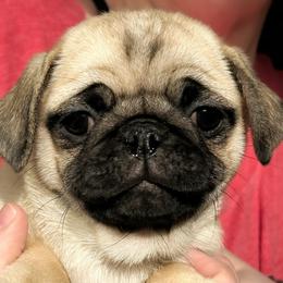 Cindy (price reduced) - Fawn female Pug puppy in Morgantown, West Virginia from Groovy Pugs