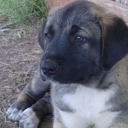 Anatolian Shepherd Dogs from Saddle Creek Shepherds