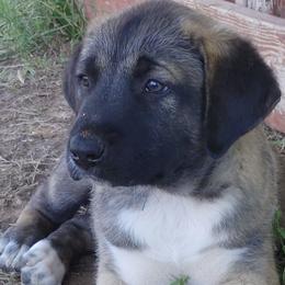 Anatolian Shepherd Dogs from Saddle Creek Shepherds
