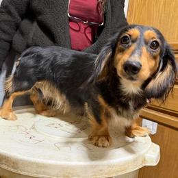 Biscotti - Dachshund