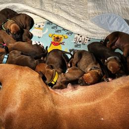 5 - Rd whtn blk nose male Rhodesian Ridgeback puppy in Carver, Massachusetts from Adwera Rhodesian Ridgebacks