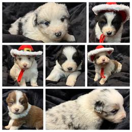 Aussiedoodle and Australian Shepherd Puppies from Dollface Aussies