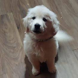 Bentley - Light golden male Golden Retriever puppy in Fowlerville, Michigan from Gratz Kennels