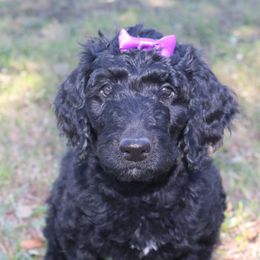 Cinder - Black female Goldendoodle puppy in Ovilla, Texas from Osgood Doodles