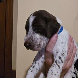 Blue Boy - Liver and white male German Shorthaired Pointer puppy in Johnson City, Tennessee from ShatzFired Shorthairs