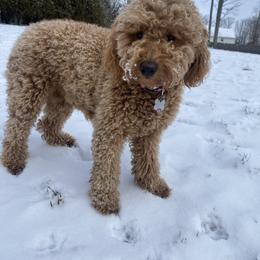 Lily - Goldendoodle