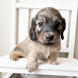 Rocky 3750 - Cream male Dachshund puppy in Sylvania, Alabama from Yancey’s Doxies