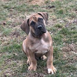 Male- Red Collar - Red male Boerboel puppy in Flemingsburg, Kentucky from Aussgardian Boerboels