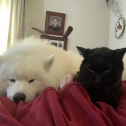 Samoyed Puppies from Velvet Sky Samoyeds (Puppies Due 3/26/22) Accepting applications now