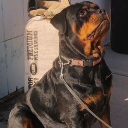 Hela - Black and mahogany female Rottweiler puppy in Denver, Colorado from Denver Rottweilers