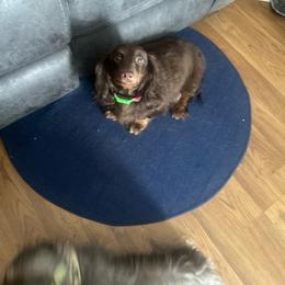 Tootsie - Dachshund