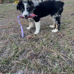 Australian Shepherd Puppies from Copper Top Aussies
