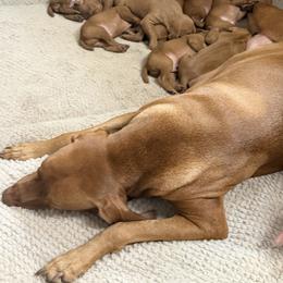 Vizsla Puppies from On Point Farm