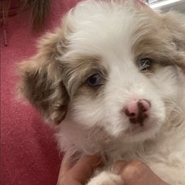 Aussiedoodles, Bernedoodles, and Goldendoodles from Gunstock Doodles