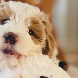 Bernedoodles and Cockapoos from Sassy Bob’s Dogs