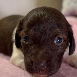 Jade - Piebald female Dachshund puppy in Aiken, South Carolina from State Eight Dachshunds
