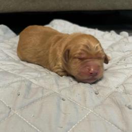 Boy 5 - Golden male Golden Retriever puppy in Dry Fork, Virginia from Sarah's Golden Retrievers