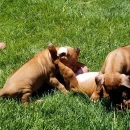 Rhodesian Ridgeback Puppies from Willowist Rhodesian Ridgebacks