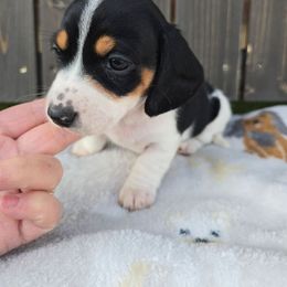 Jack Frost - Piebald male Dachshund puppy in Riverdale, Utah from Behive Doxies