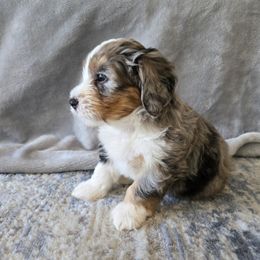 Stitch - male Australian Mountain Doodle puppy in Culpeper, Virginia from Hazel River Doodles