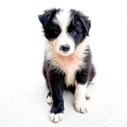 BK WILDCARD (UNO) - Black and white male Border Collie puppy in Brazil, Indiana from Brilliant Kennels