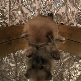 Merle boy - Chocolate merle male Pomeranian puppy in Taylor, Texas from Regal Poms