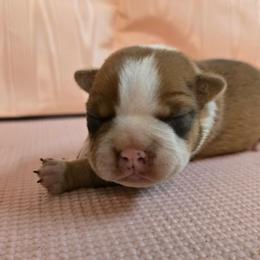 Boris - Seal and white male Boston Terrier puppy in Clarksburg, West Virginia from Pawprints Boston Terriers