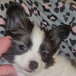 Boy 1 - Sable male Papillon puppy in Florida from Tammy's Papillon Playpen