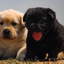 Labrador Retrievers from High Country Labradors