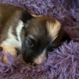 Chestnut - Sable female Pembroke Welsh Corgi puppy in Lima, New York from Hickory Springs Corgis