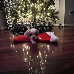 Cavalier King Charles Spaniel Puppies from SHANNON'S CAVALIERS