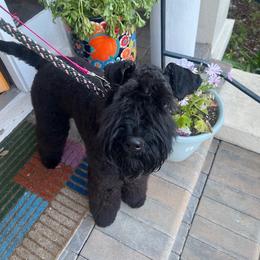 Argos - Blue and black male Kerry Blue Terrier puppy in Oakland, California from Peador's Terriers