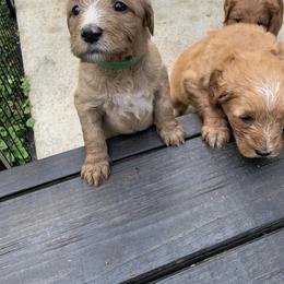 Goldendoodle Puppies from Dolly Doodle’s Doodles