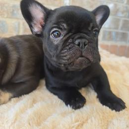 Tulip - Black female French Bulldog puppy in Riverdale, Utah from Holly Jolly Dachshunds
