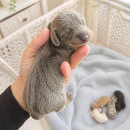 Blue and tan boy - Blue and tan male Dachshund puppy in Indian Trail, North Carolina from Hilda’s Teenie Weenies