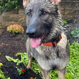 German Shepherds and Poodles from Sturmwolke German Shepherds