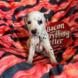 Ham- Pink - White and black female Dalmatian puppy in Claremore, Oklahoma from Lotsofdots Dalmatians