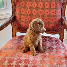 Poodle Puppies from SPoiled SPoos