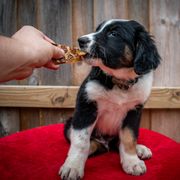 Border Collie, Golden Retriever, and Sporty Mix Puppies from Turbo Border Collies & Coltrievers