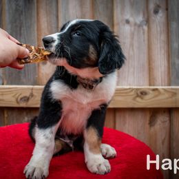 Border Collie, Golden Retriever, and Sporty Mix Puppies from Turbo Border Collies & Coltrievers