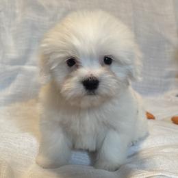 Spot - Black and white male Coton de Tulear puppy in Avery Creek, North Carolina from AVLCOTONLOVE