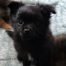 Blazer - Black parti male Pomeranian puppy in Pass Christian, Mississippi from Cristina Cammarota